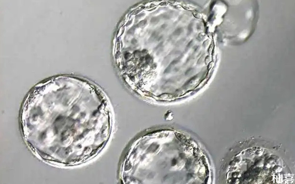 发育慢的囊胚多养几天质量会变好吗?
