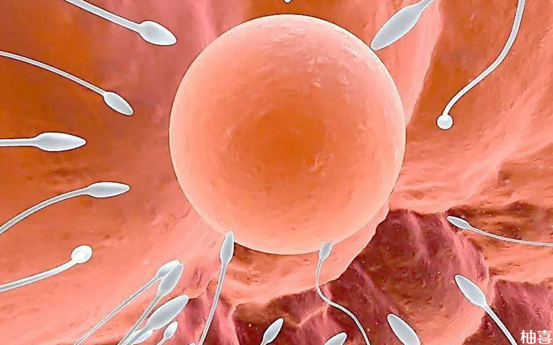 移植成功率受到胚胎质量的影响