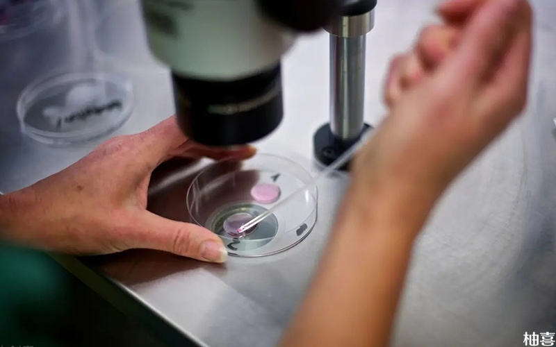 胚胎培养跟验室技术有关