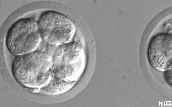 试管8细胞Ⅱ级优质胚胎能养成什么级别的囊胚?