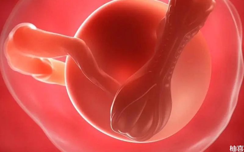 移植后胚胎能否着床与胚胎的质量有关