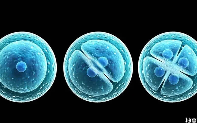 3个囊胚筛选成功率受很多因素影响