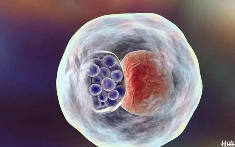 冻胚分为第三天的卵裂球或囊胚