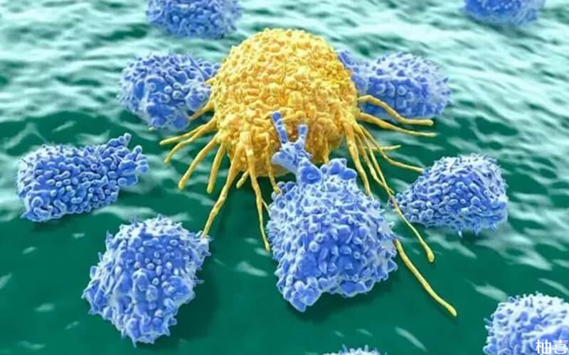 NKT免疫治疗是治疗癌症的一种方法