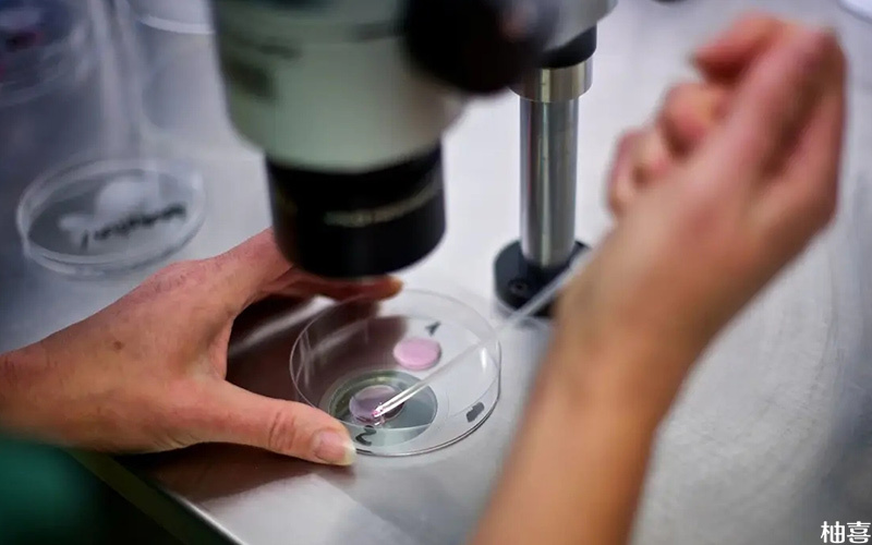 三代试管可以对卵裂球进行遗传学诊断