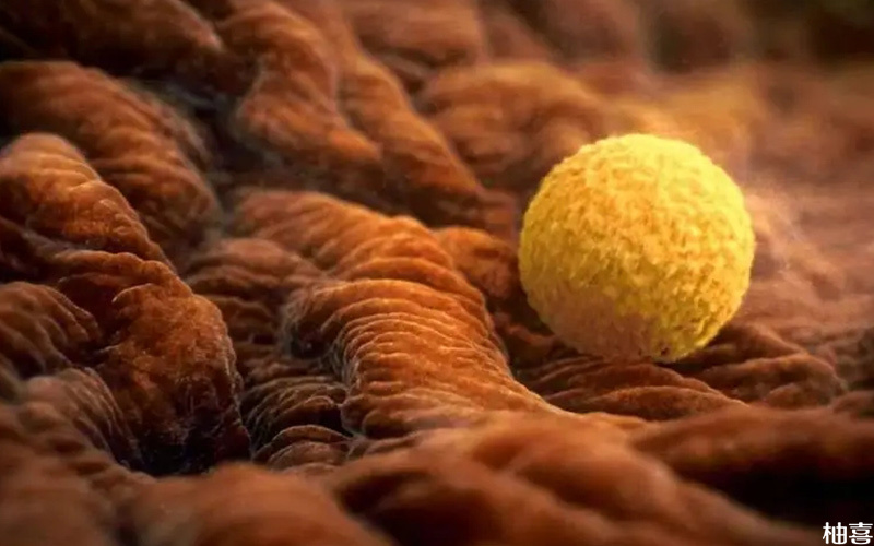 胚胎着床后体内激素水平会上升