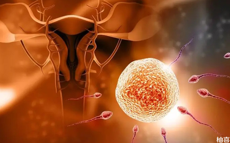 孕酮不足影响胚胎正常发育