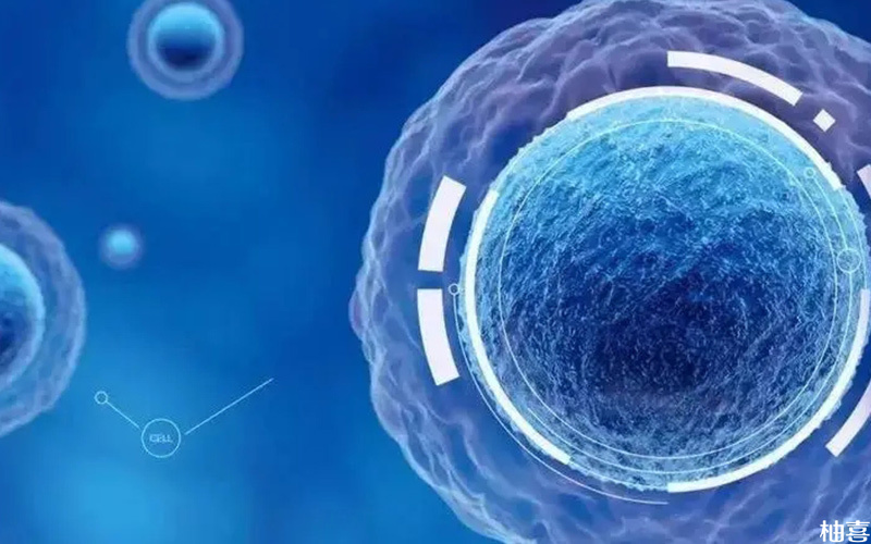 嵌合体胚胎指染色体的数目异常胚胎