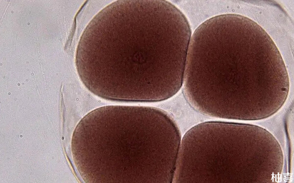 三天的6细胞三级胚胎医生为什么不建议移植?