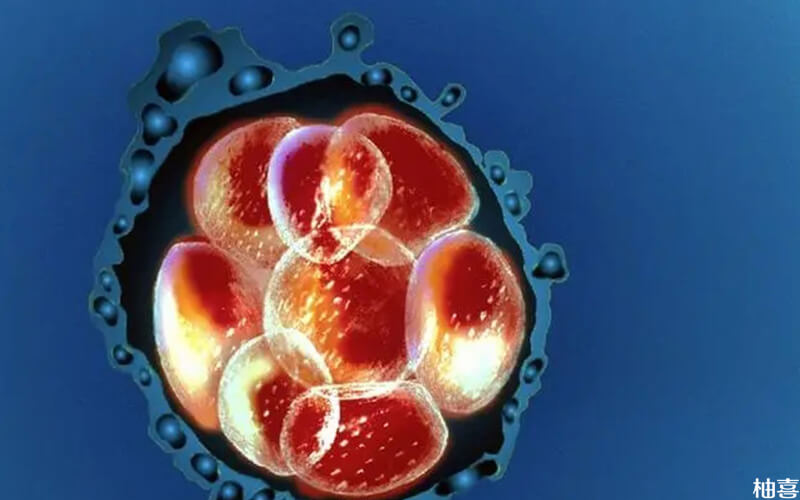 6细胞三级胚胎移植成功率不高