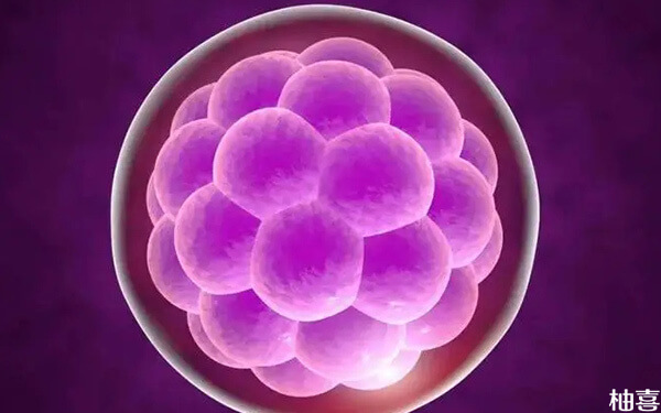 原始卵泡和发育成的初级卵泡的特征区别在哪?