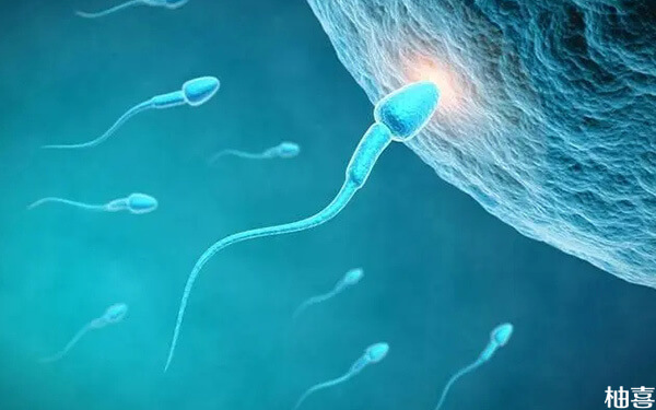 备孕期间的男人怎么正确调理精子提高生女孩的几率?