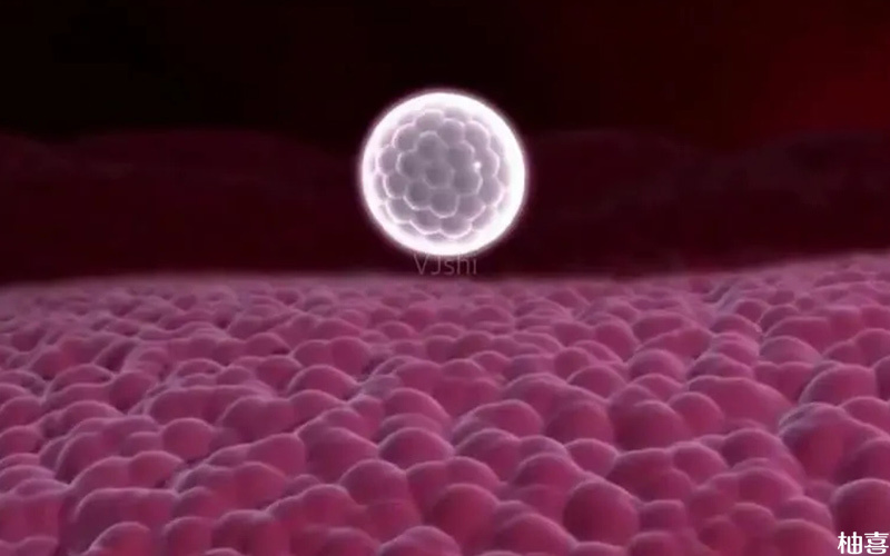 胚胎在宫腔里有一定的黏附作用