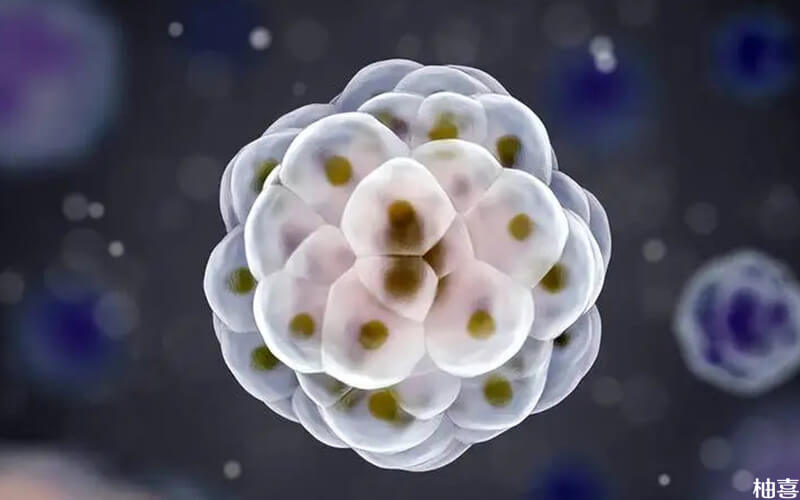 8细胞2级胚胎属于较优胚