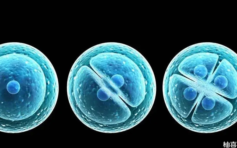 胚胎8细胞质量最好的是8细胞1级