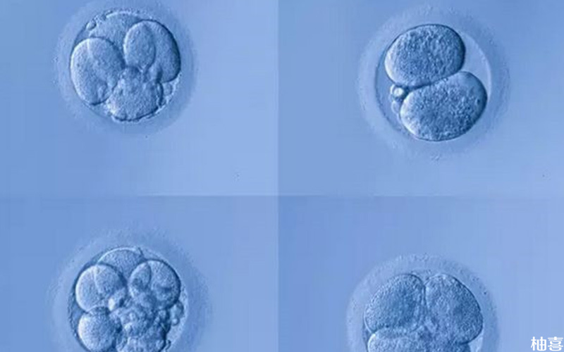 第三天胚胎8c1属于一级优质胚胎