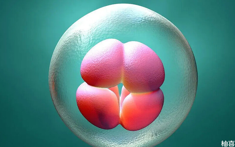 胚胎等级分A、B、C、D，四个等级
