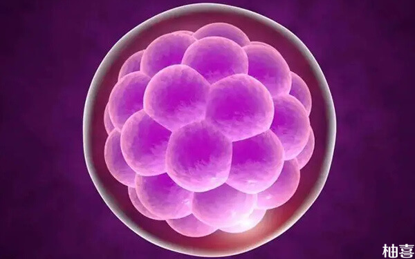 第五天的桑葚胚胎养成优质囊胚的机会大吗?