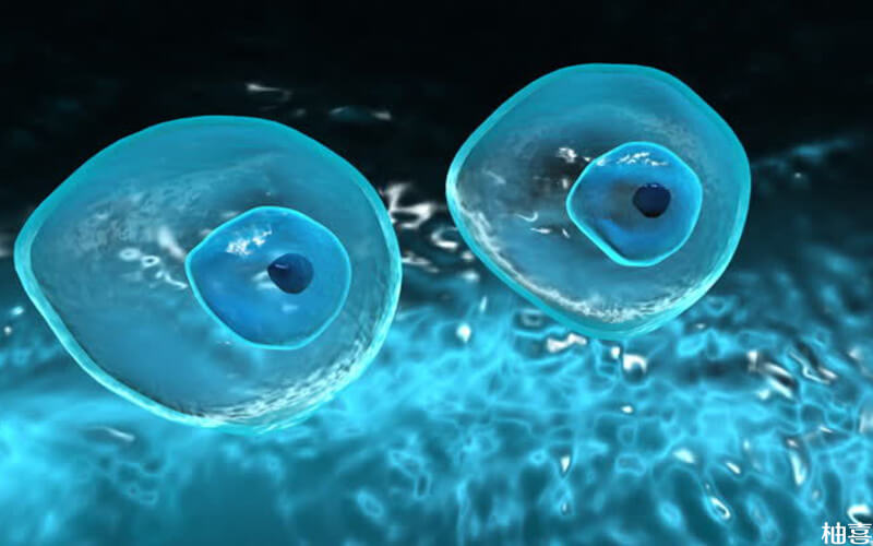 两个优势卵泡能否怀双胎要分情况