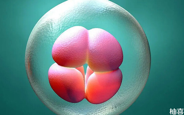 培养三天分裂成的12细胞胚胎是什么等级?