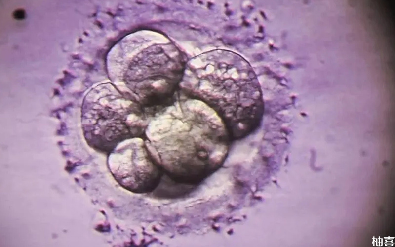 胚胎等级按照细胞大小和碎片率划分