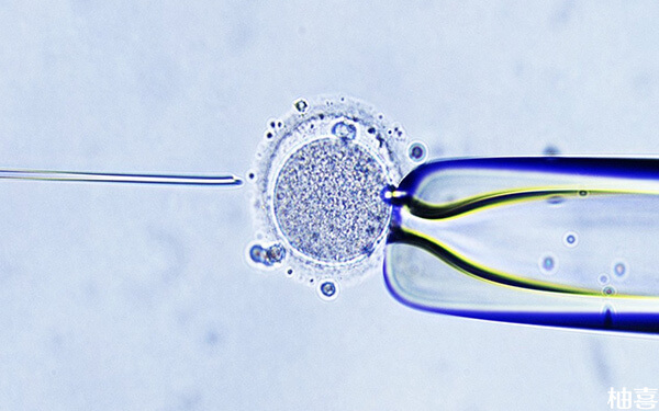 培育三天的7细胞2级胚胎解冻复苏后移植成功率高吗？