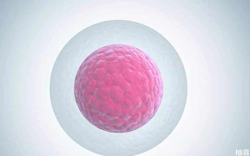 促排卵针会加速卵子发育