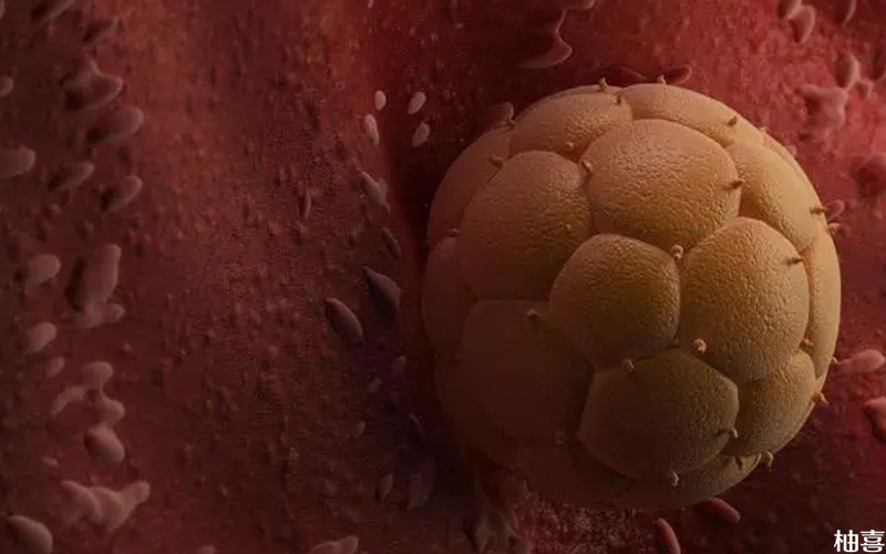 6细胞2级胚胎解冻后降级有着床的可能