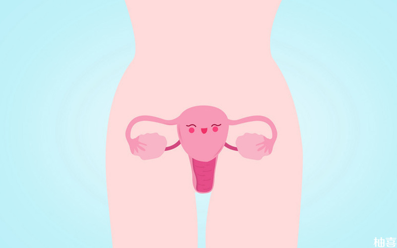 子宫是胚胎发育的重要场所