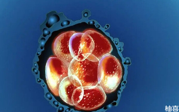 第三天的融合胚胎和8细胞哪个冻胚复苏后质量好一点？