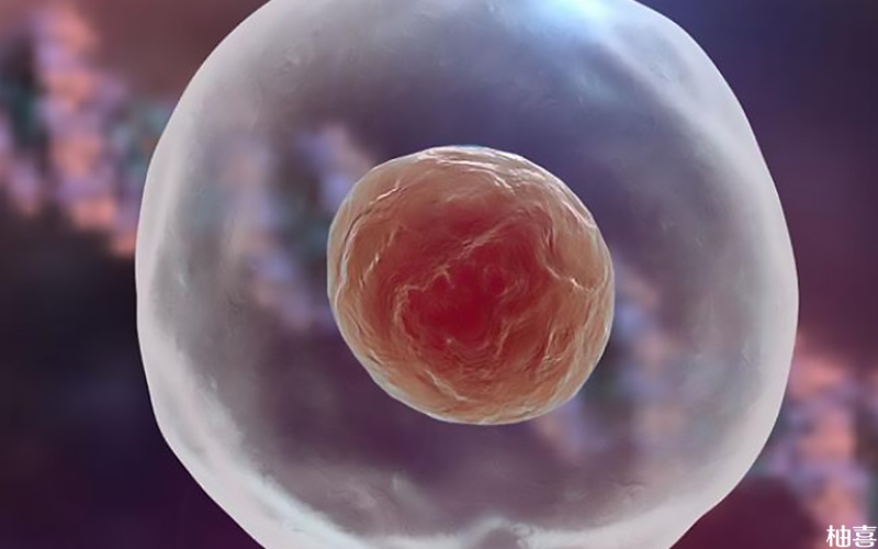 8细胞胚胎是受精卵培养第3天的结果