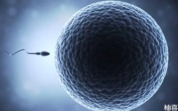 11细胞胚胎质量好坏自有标准！级别越高成功率不用操心