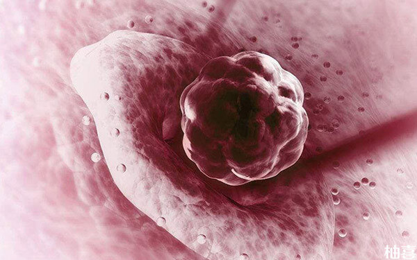 从鲜胚4细胞胚胎图能分辨出是什么级别的胚胎吗？