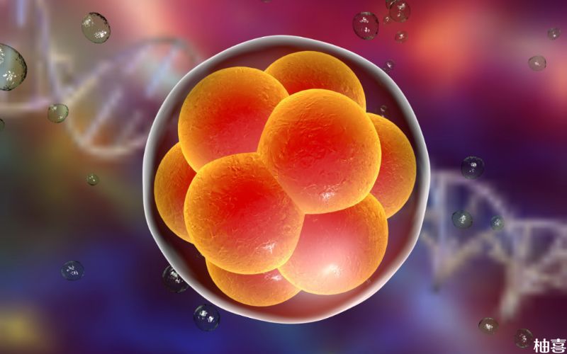 六细胞三级胚胎建议养囊