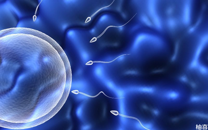 胚胎会在体内游走分裂