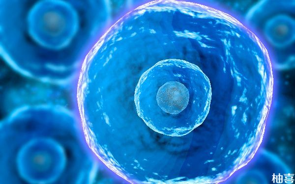 胚胎养囊后八细胞变七细胞形成融合胚胎是什么意思？