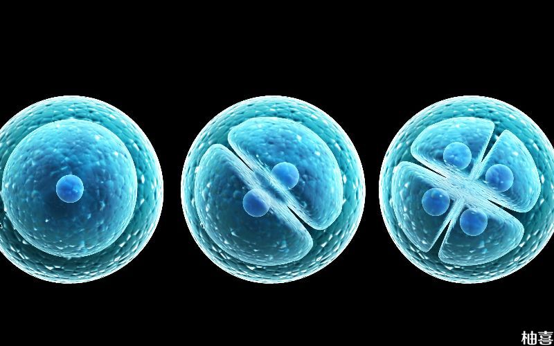 三级融合胚胎质量比较差