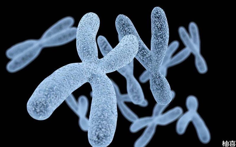 染色体有异可做三代试管