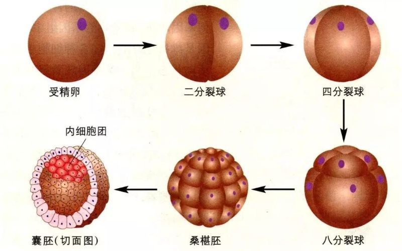 胚胎质量会影响试管移植