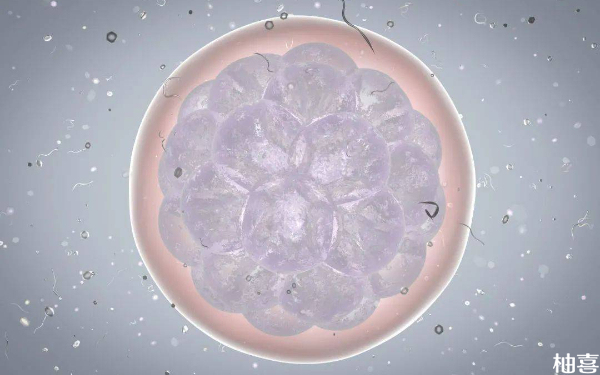 试管第六天囊胚4bb是几级胚胎？属于一级优质胚胎吗？