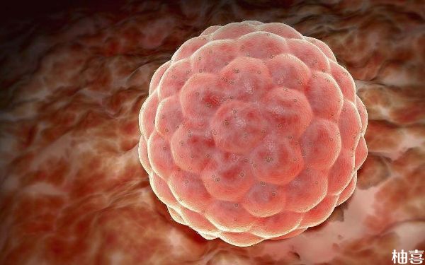 试管三天2级4细胞的胚胎养囊成活率很差吗？