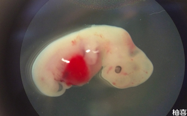 移植后胚胎在女性身体内的活动轨迹是什么样子？