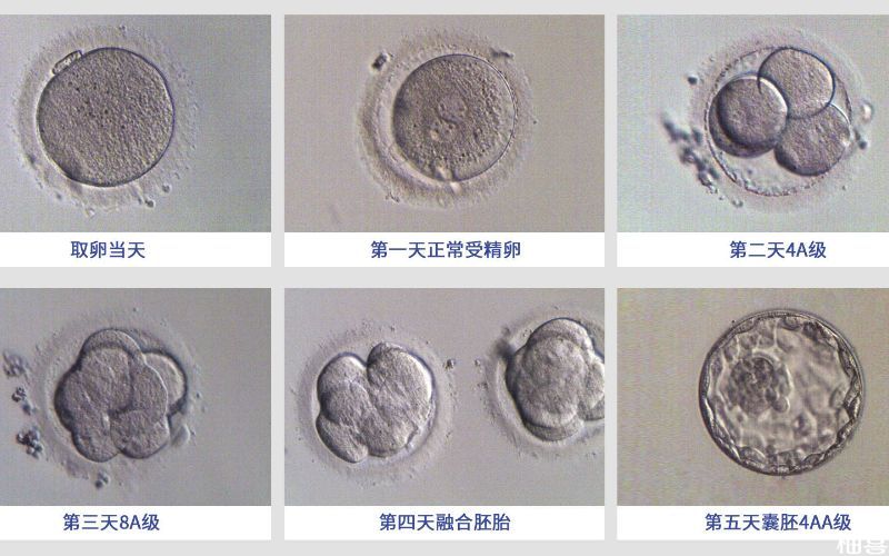胚胎细胞数量能看出质量好坏