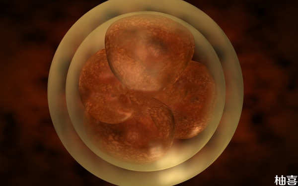 8细胞1级的胚胎是先冷冻胚胎再移植好还是直接移鲜胚好？