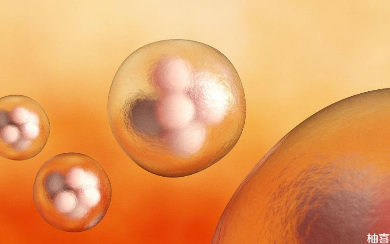 激素水平影响胚胎着床