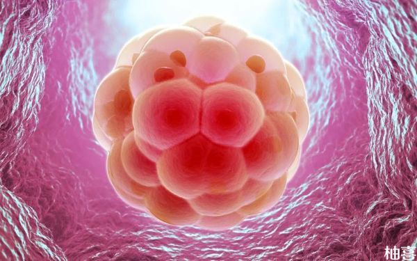冻胚移植后的黄金48小时胚胎在子宫里干嘛？