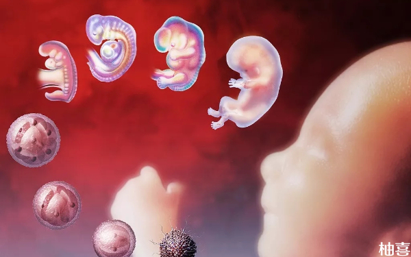 胚胎发育的五个过程分别叫什么名字？有哪些特点？