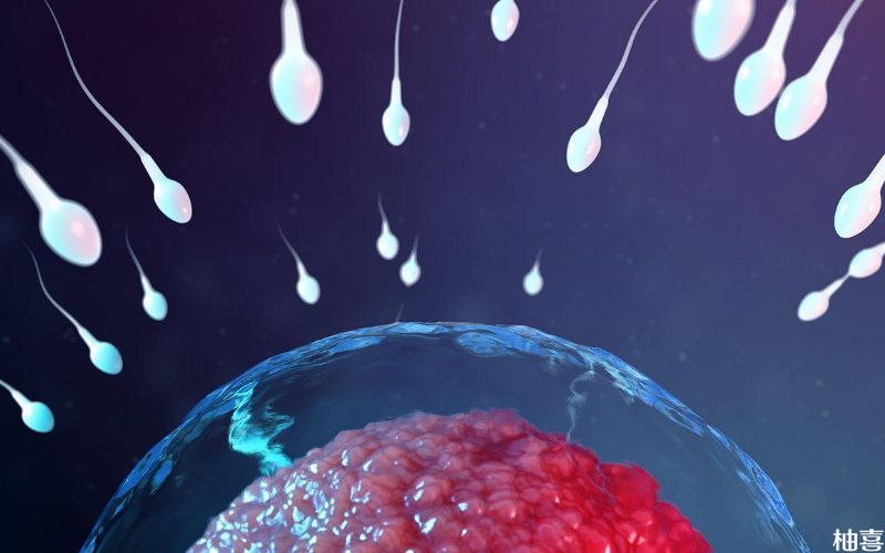 精卵质量会影响囊胚质量