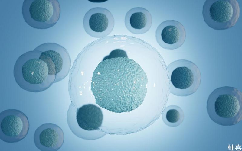 卵子发育好能提高胚胎质量