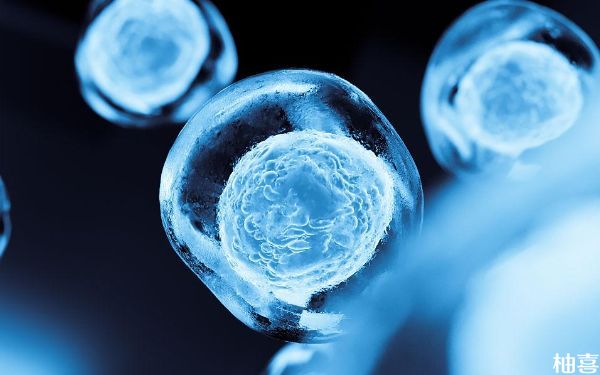 冻胚解冻后养不成优质囊胚，直接移植鲜胚能成功吧？